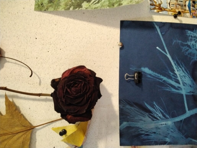der geist der rose
